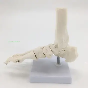 модель сустава стопы 1:1 структура стопы модель скелета кости стопы